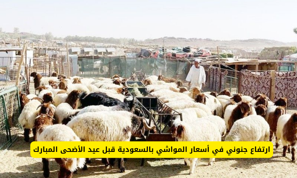 أسعار الماشية في السعودية